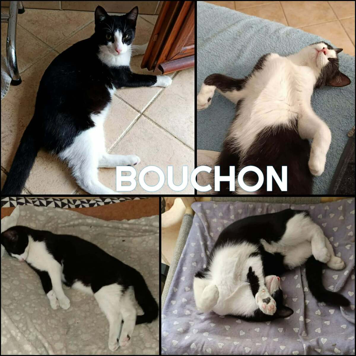 Adoption BOUCHON