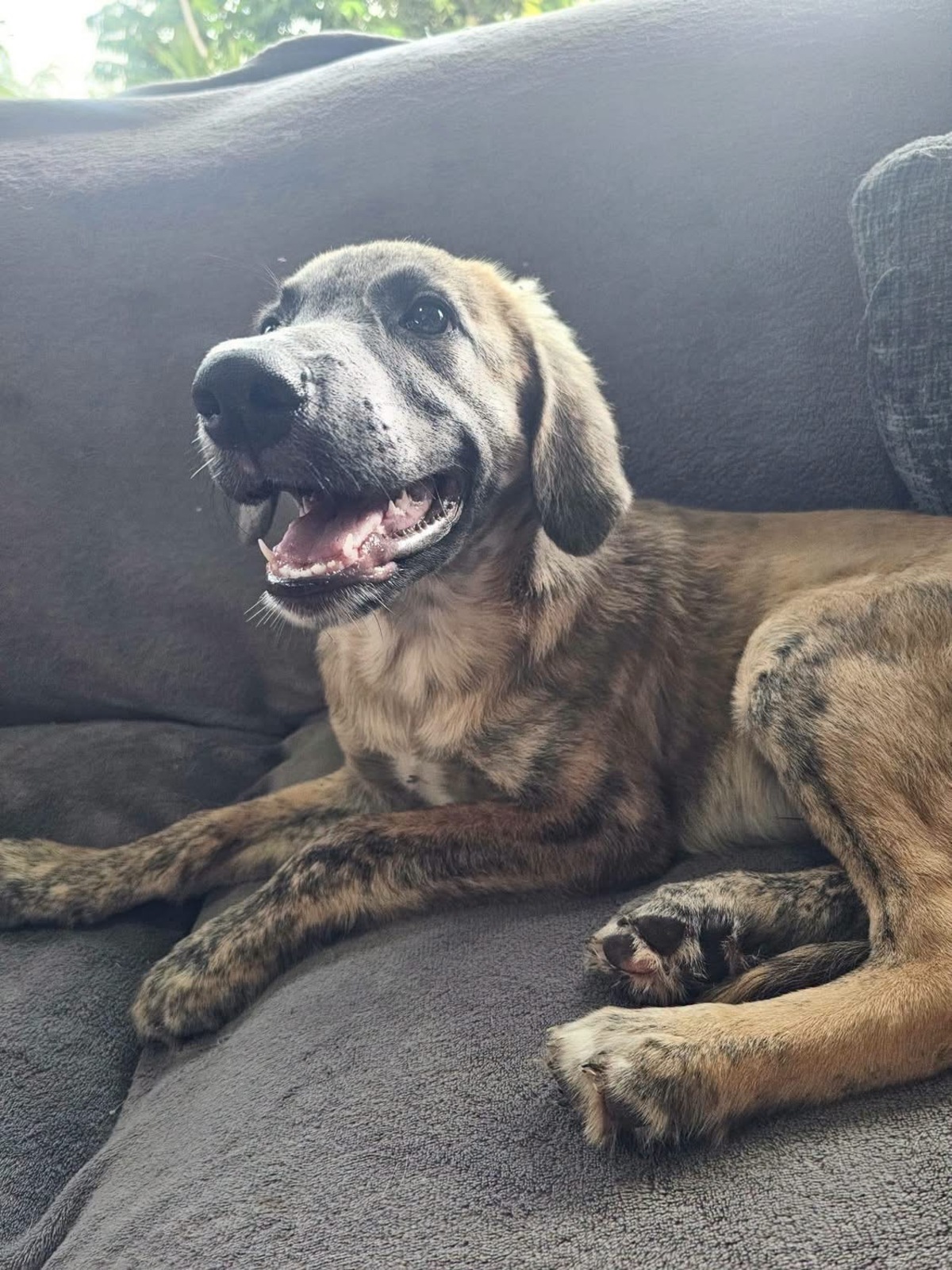 Adoption Amael