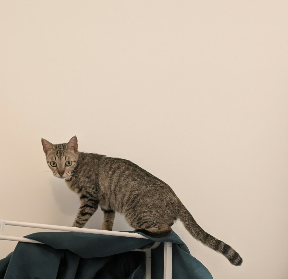 Adoption Poupette