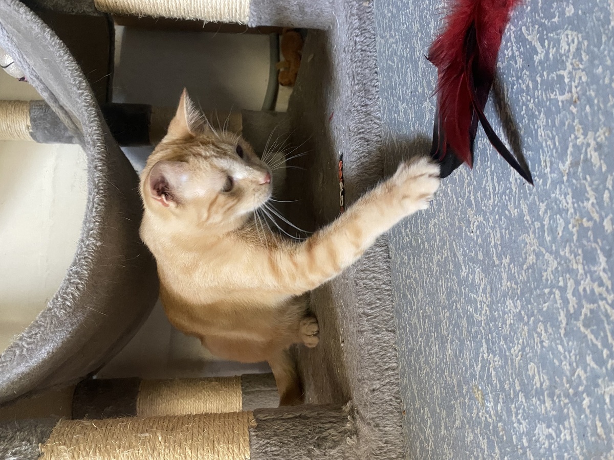 Adoption Jade