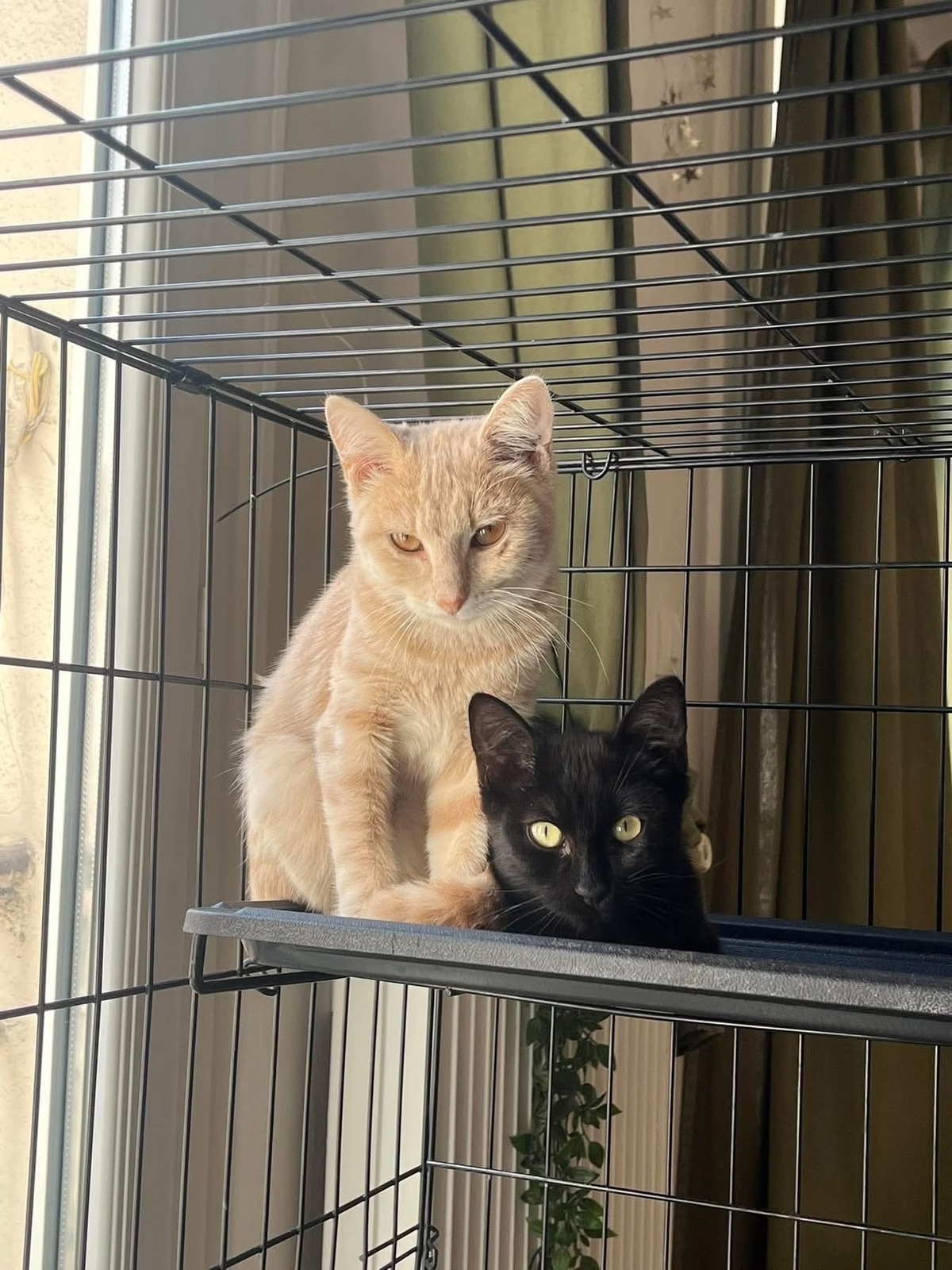 Adoption Carrie et Kili 