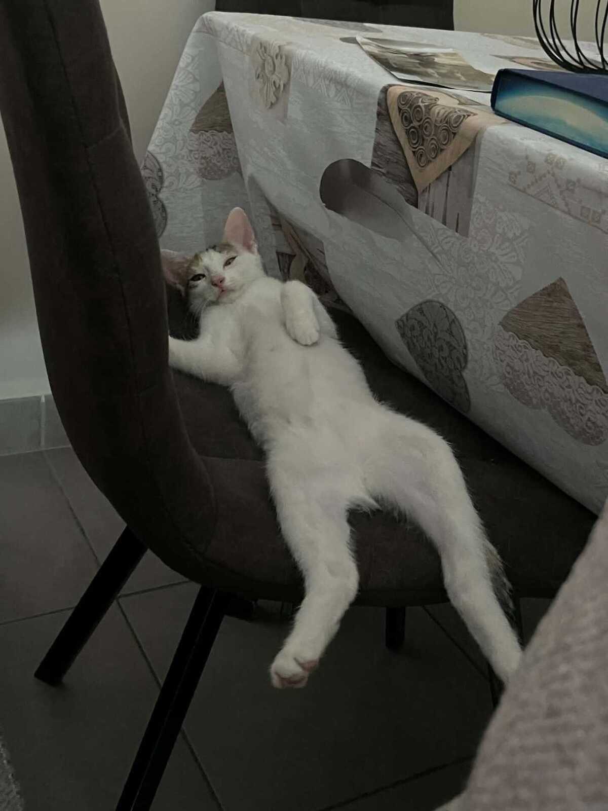 Adoption Bianca