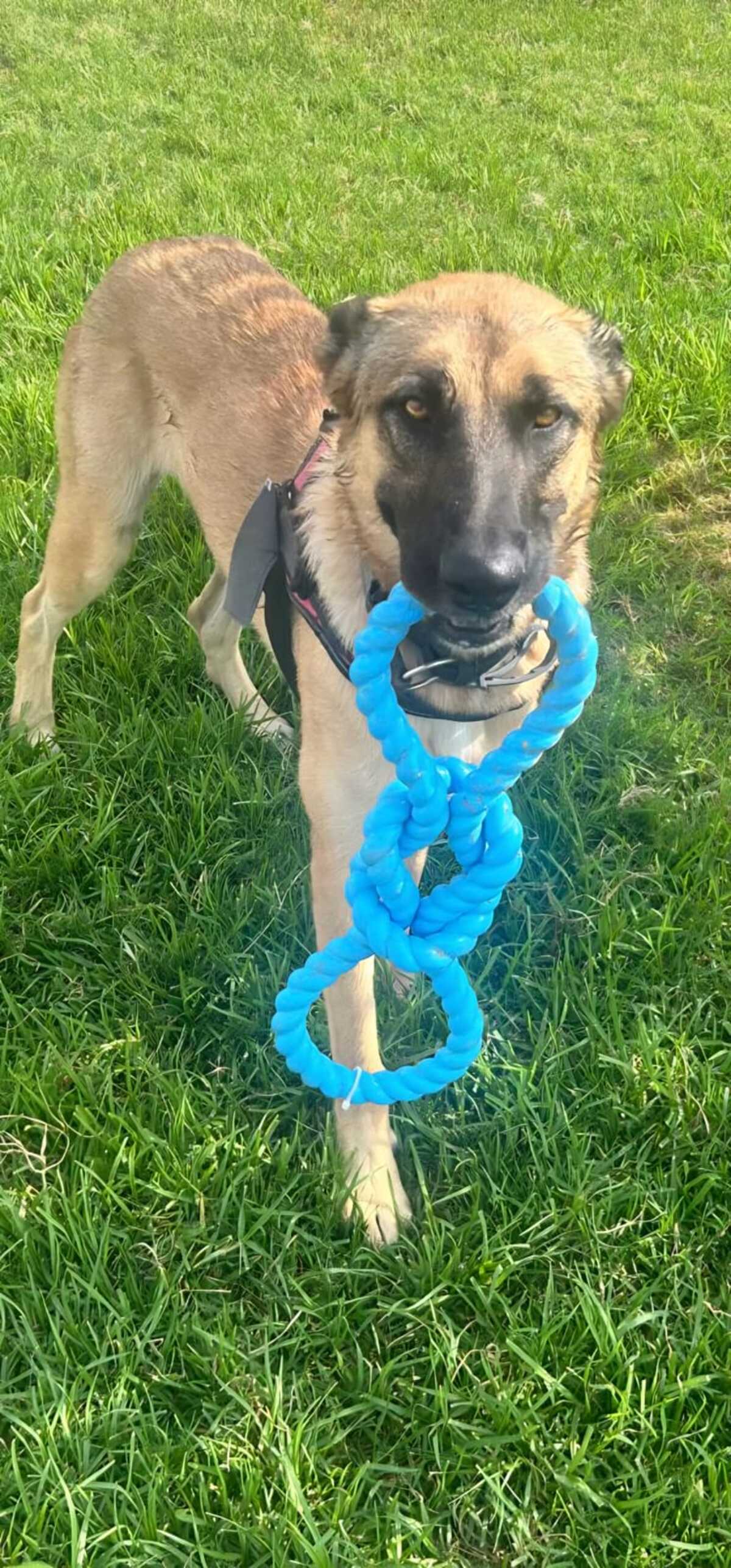 Adoption Yina