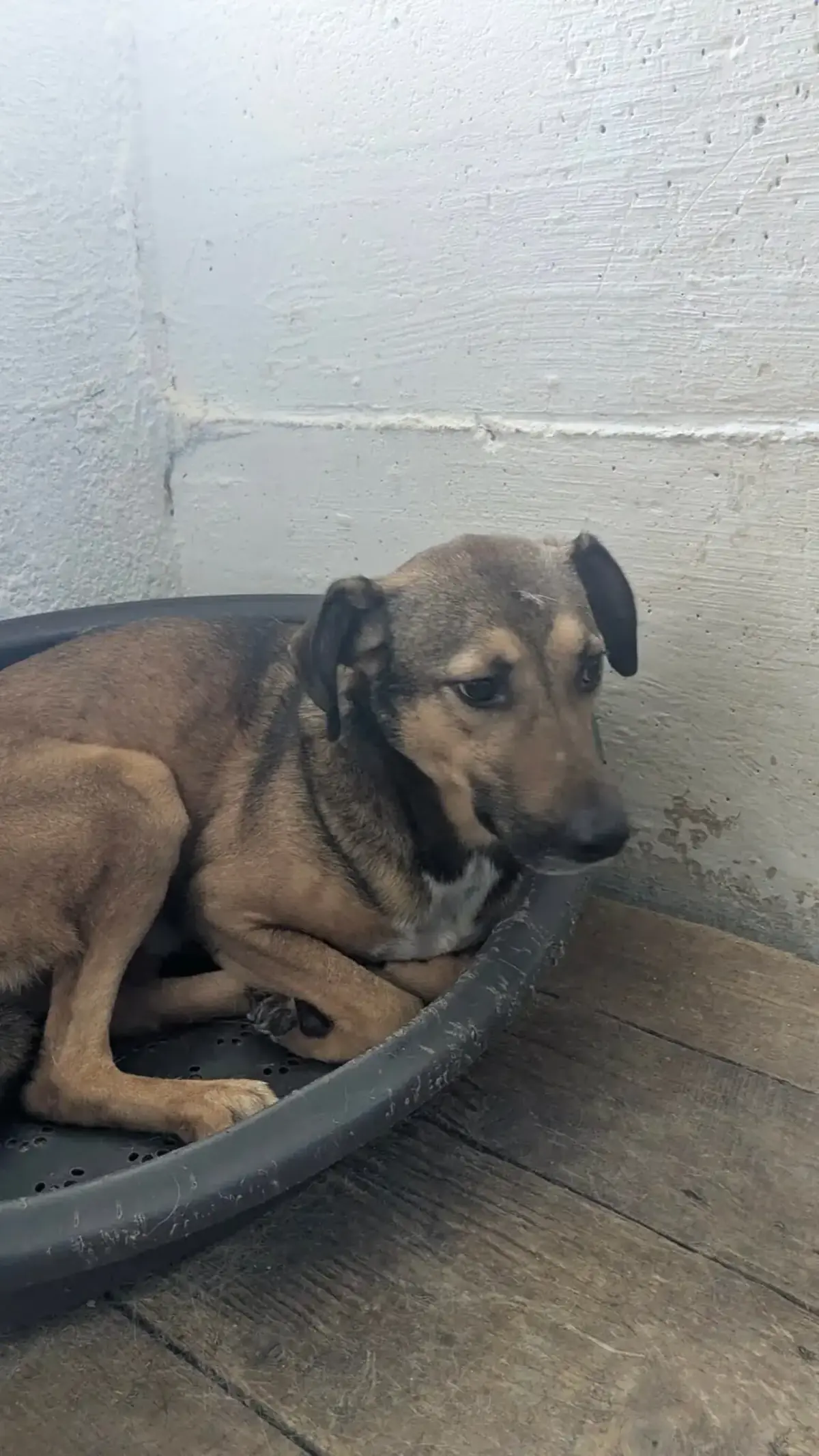 Adoption Marco