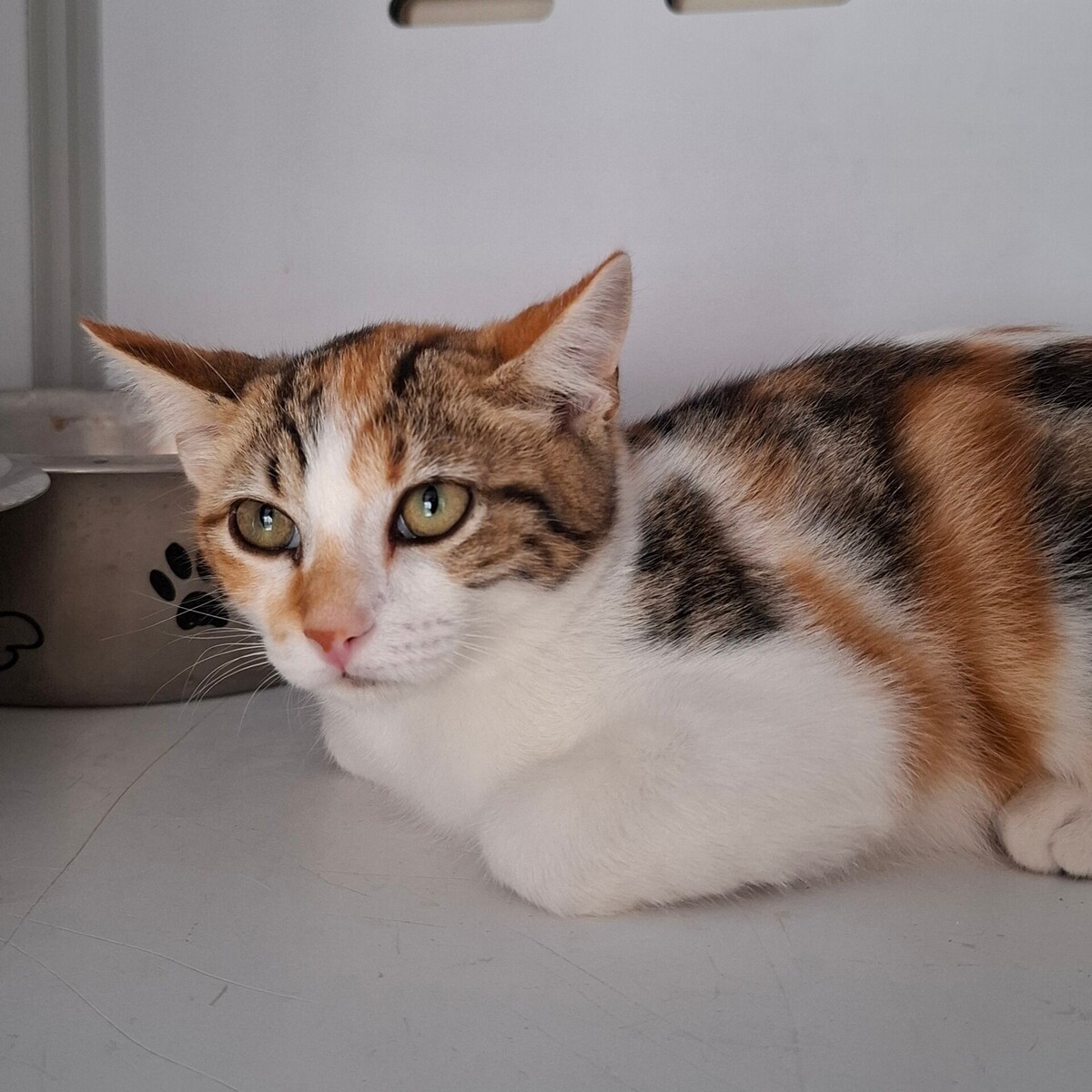 Adoption BELOTE