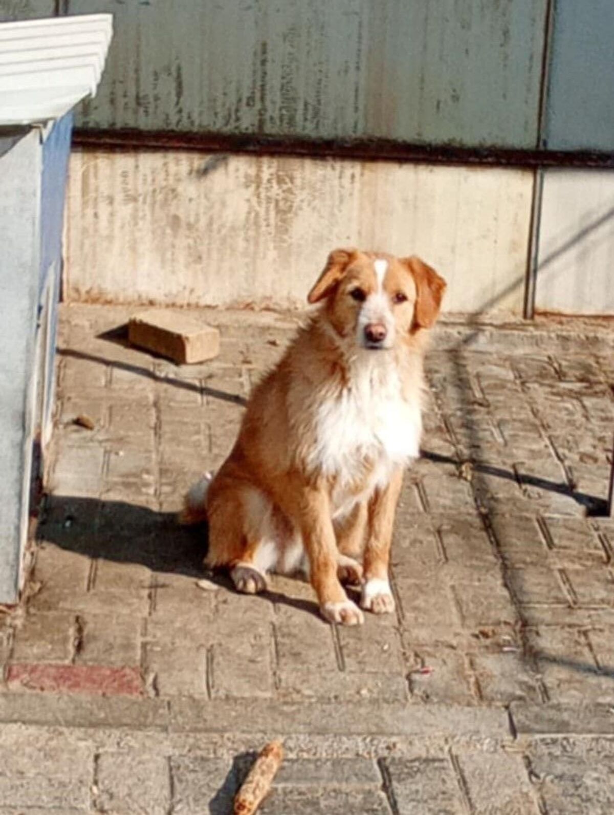 Adoption Alto