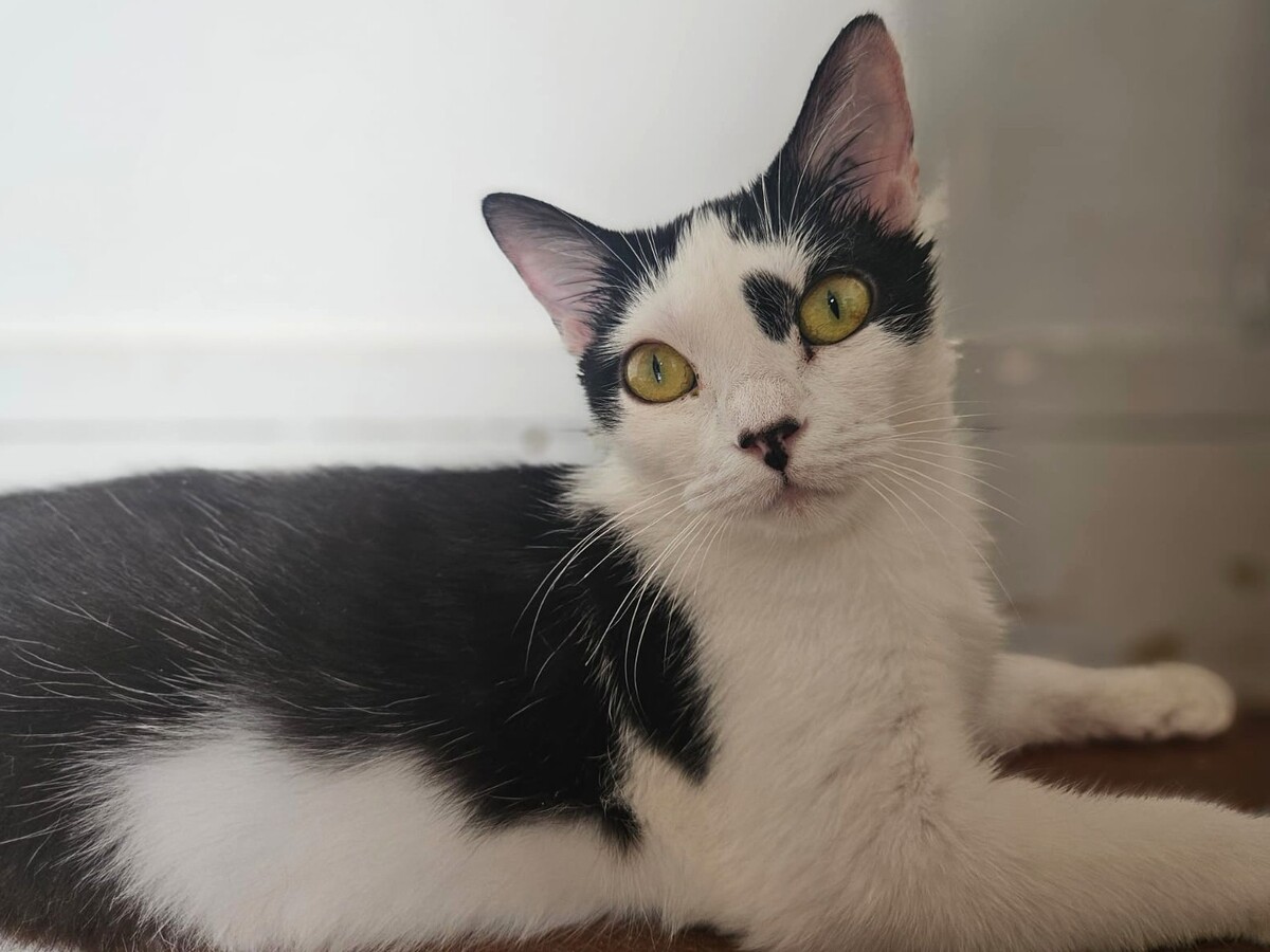 Adoption Aryna
