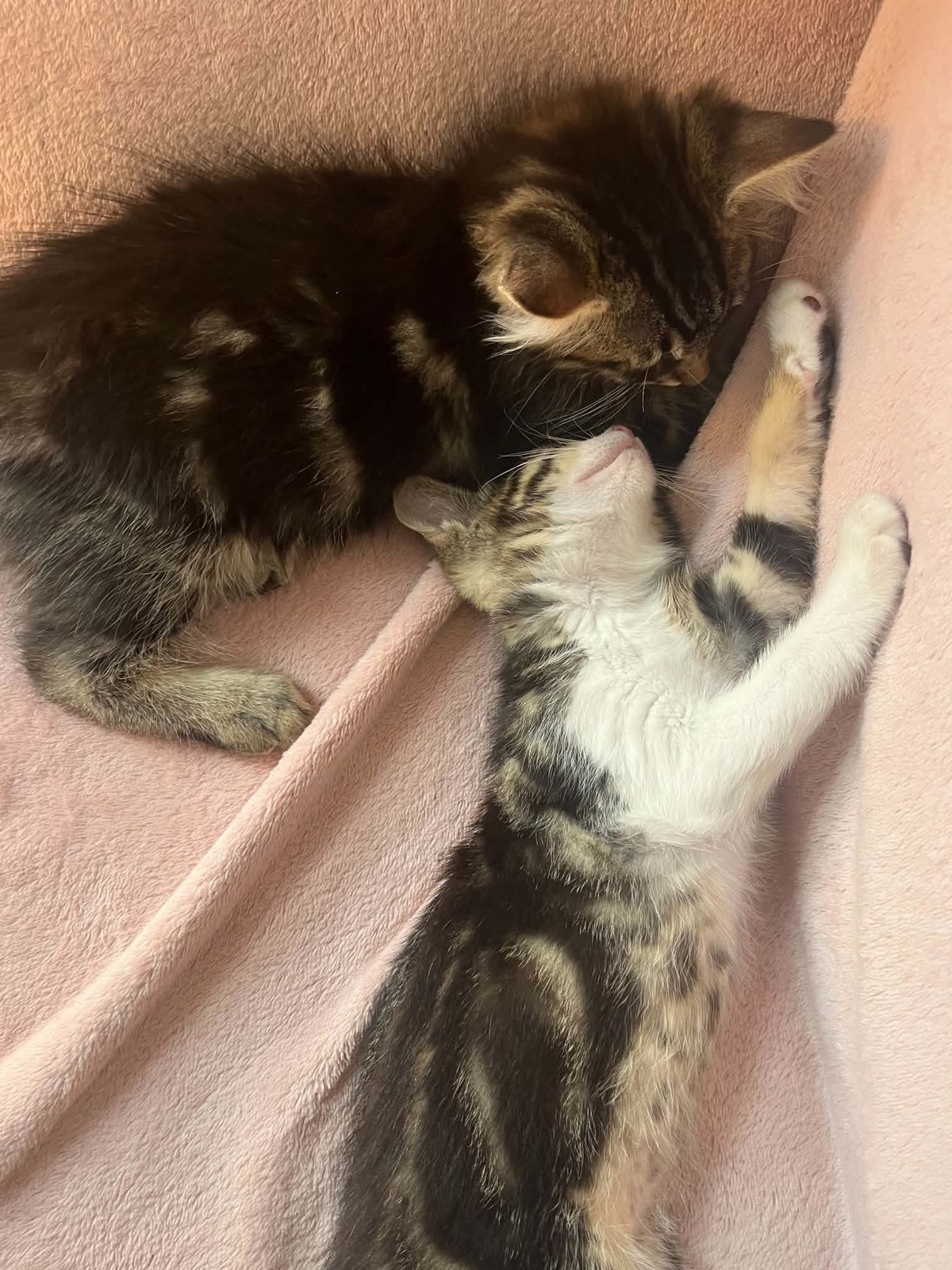 Adoption Mei