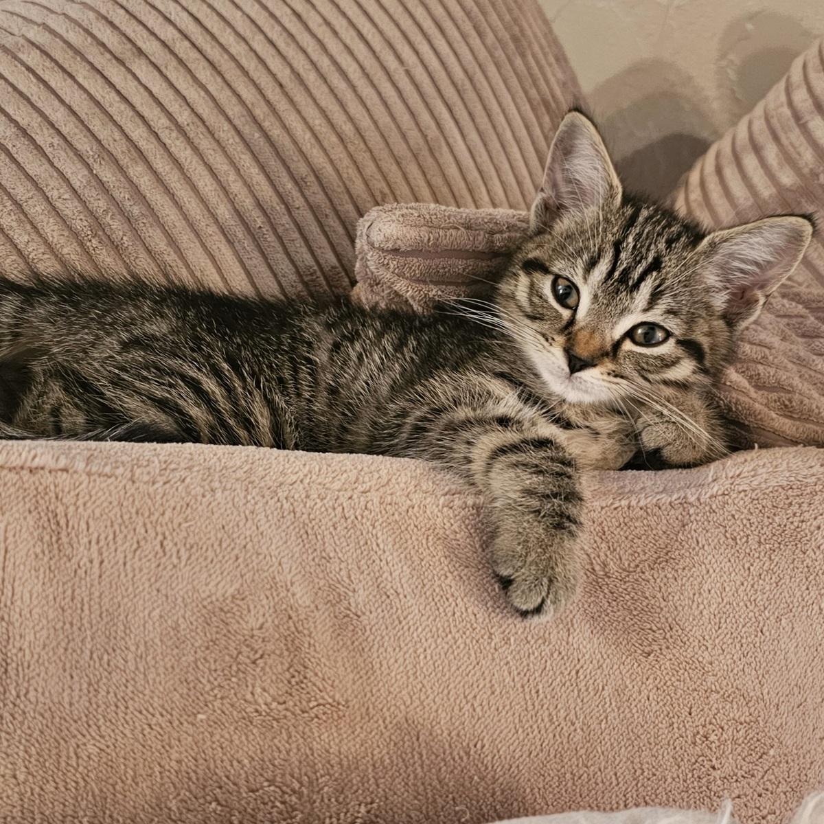 Adoption Sakura