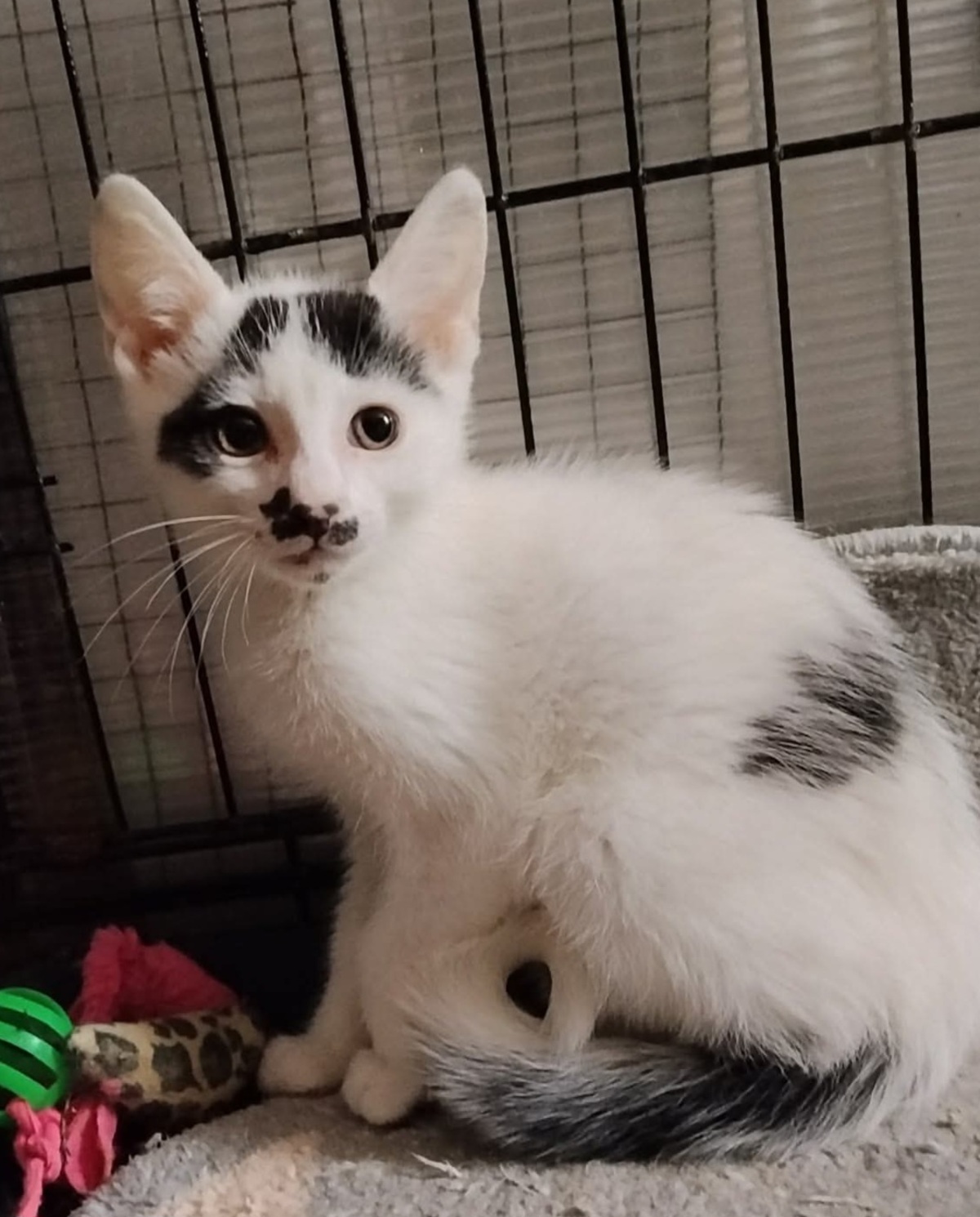 Adoption Bigoti