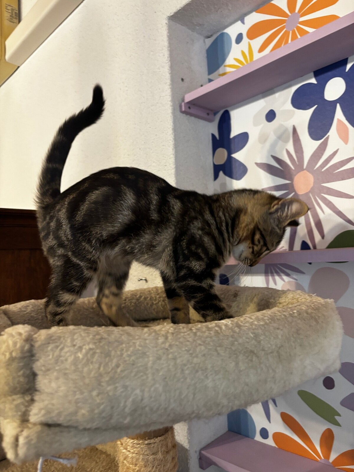Adoption Barthelemy