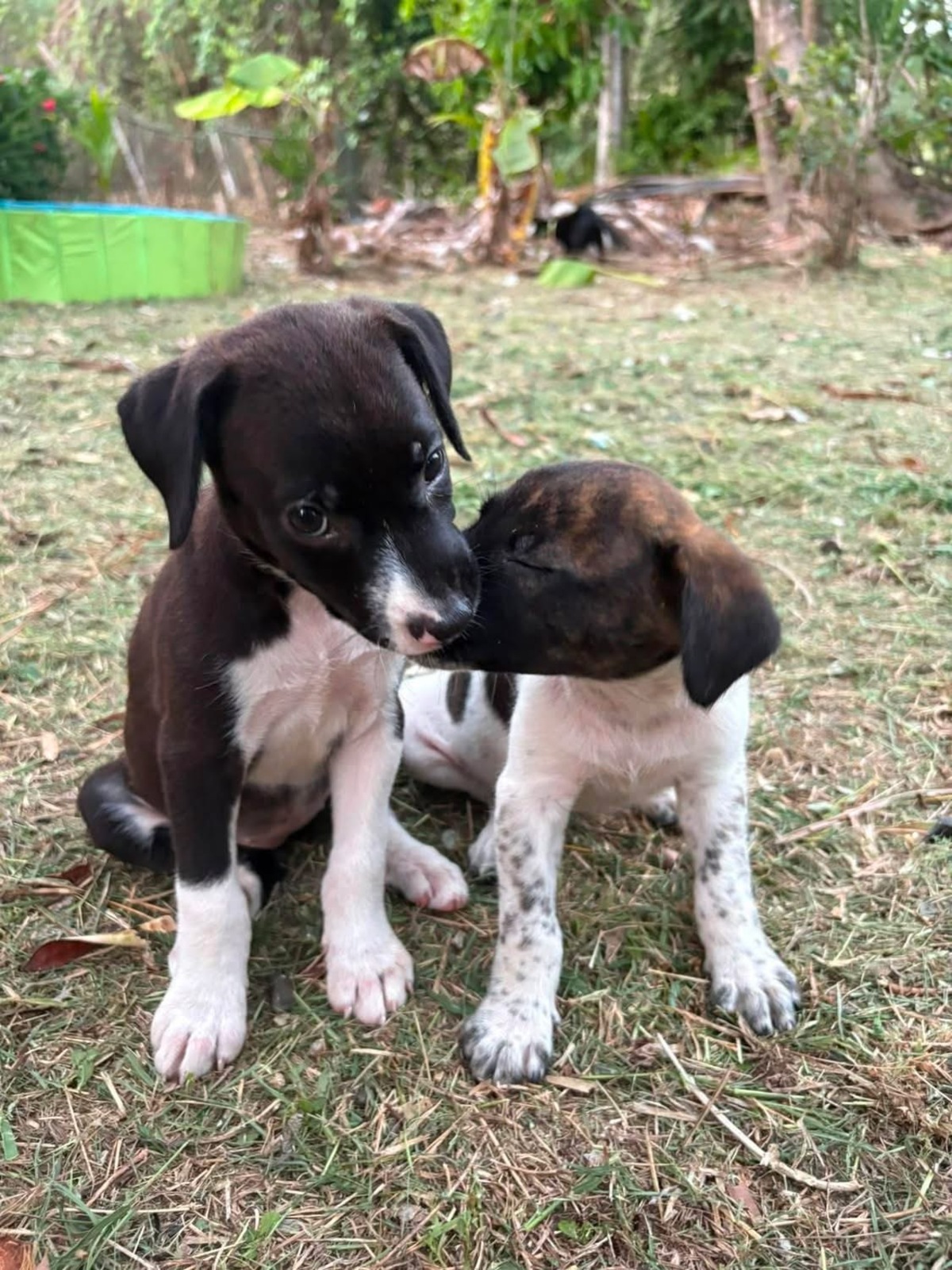 Adoption Nouche