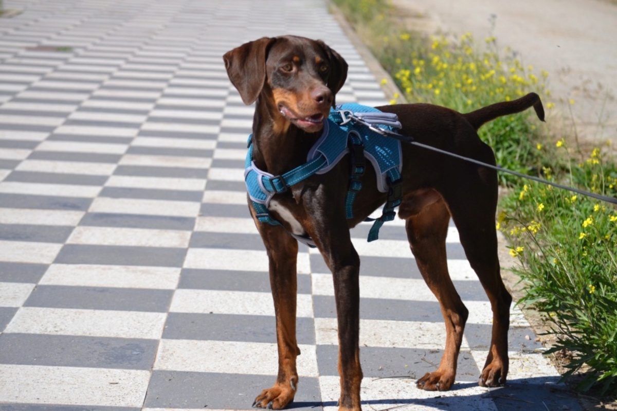 Adoption Gaston