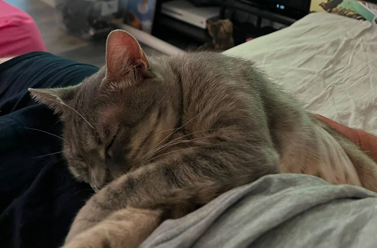 Adoption Bastet