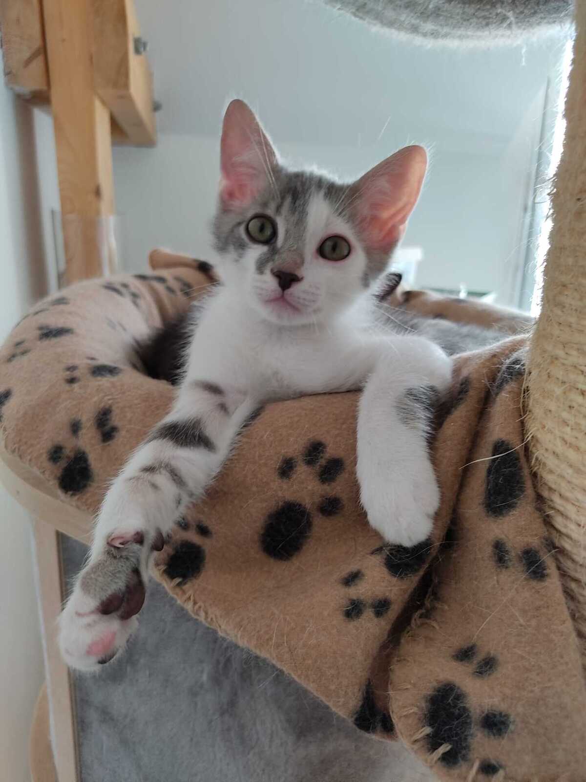 Adoption Bigorneau