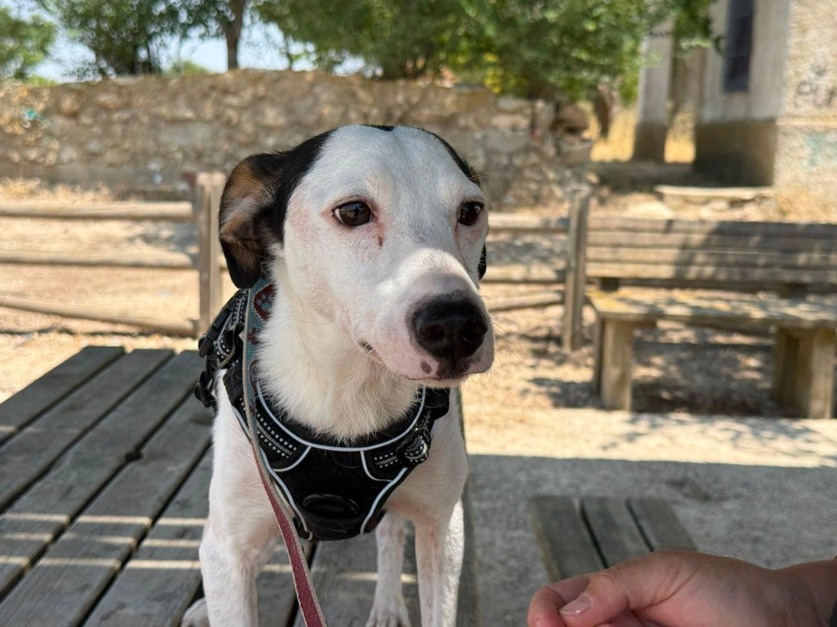 Adoption Pipo