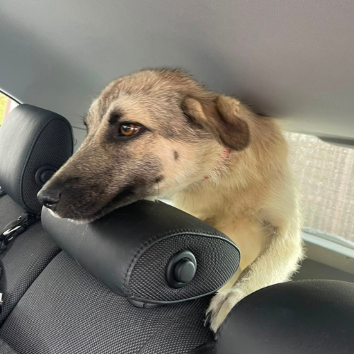 Adoption Nady