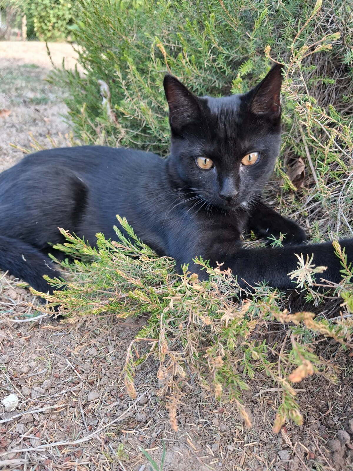 Adoption SPOT