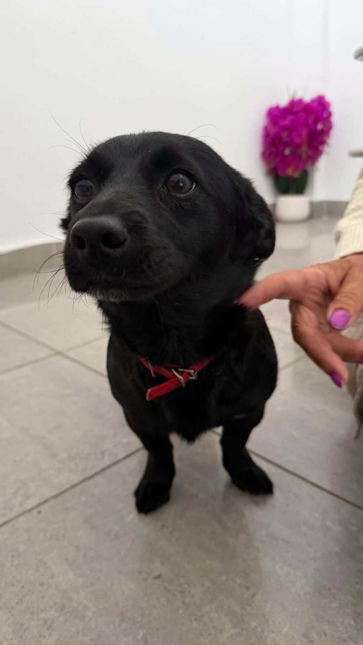 Adoption Voodoo