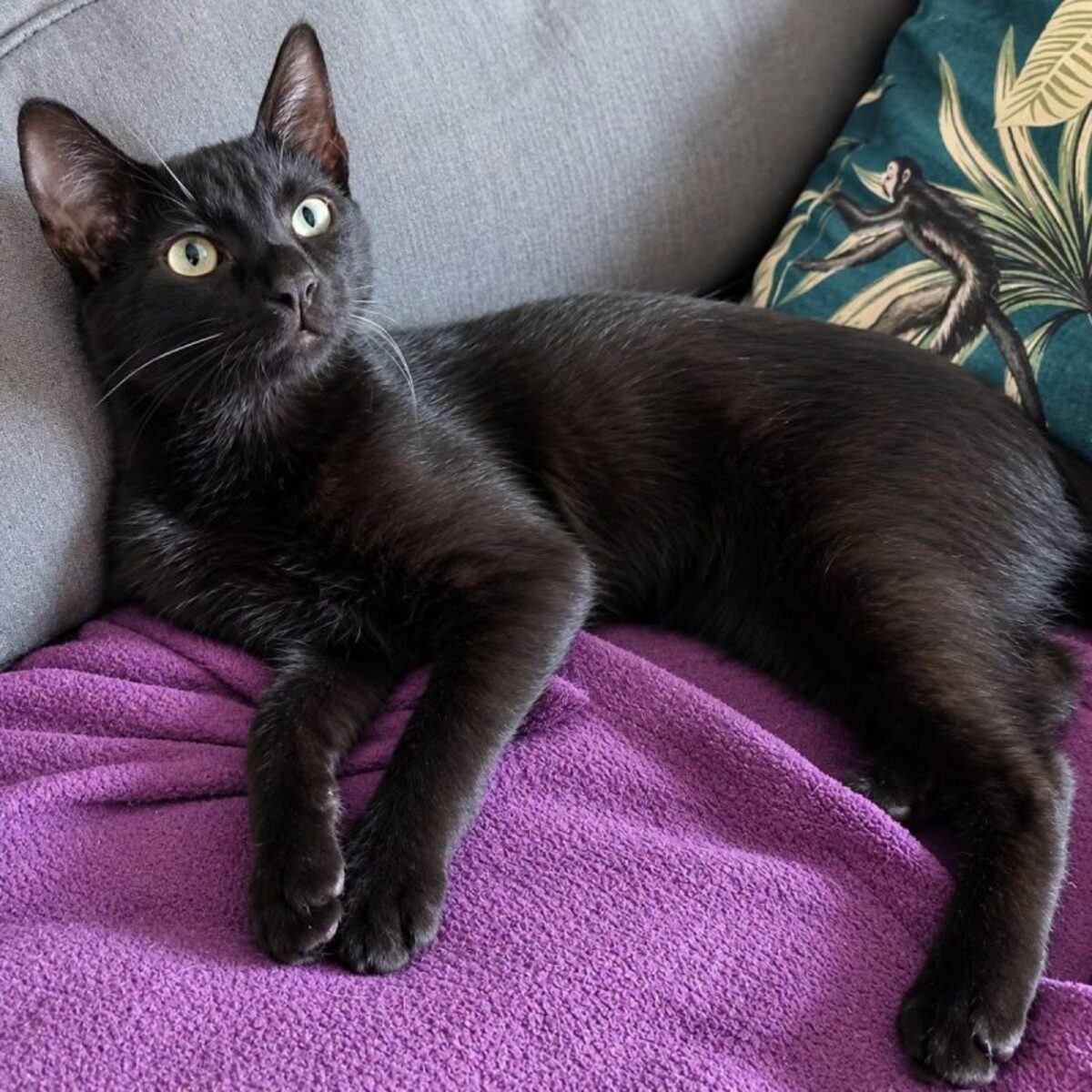 Adoption Berzing 