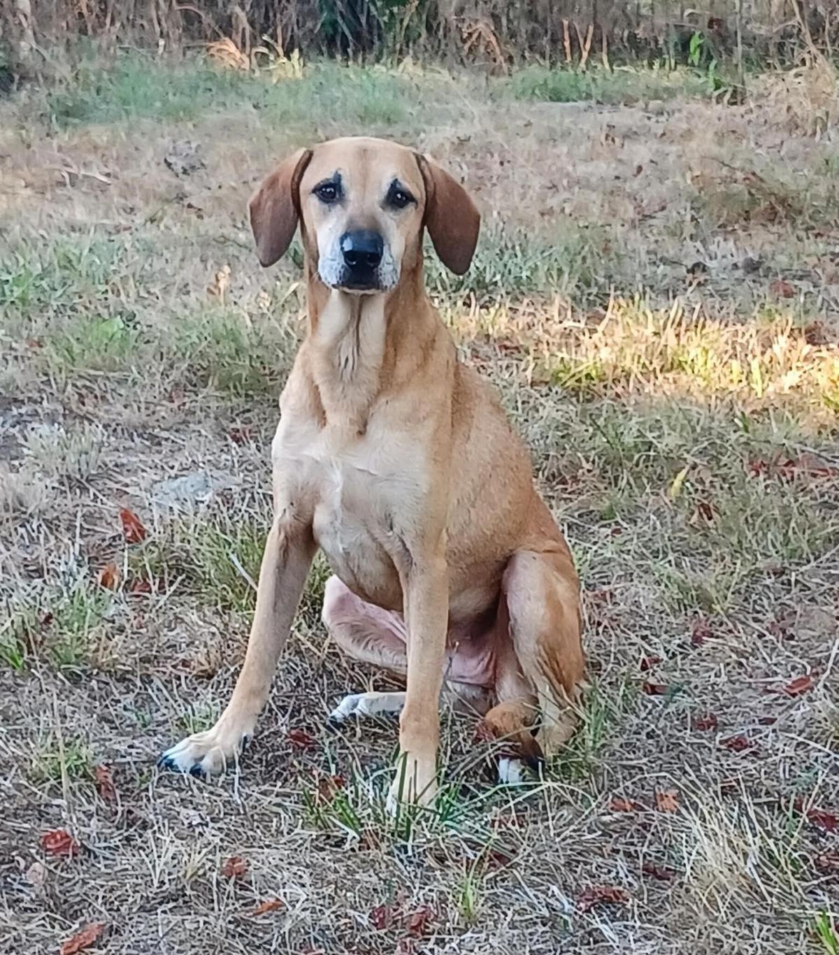 Adoption Andgie
