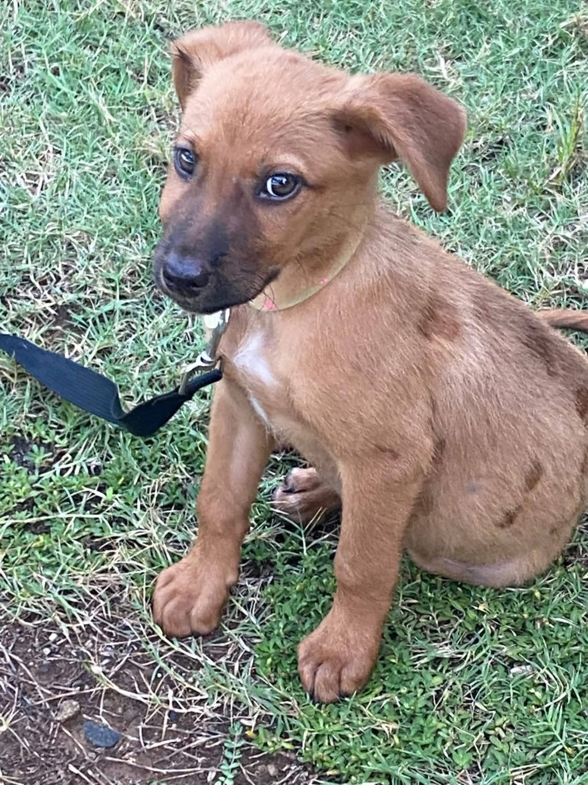 Adoption Bryska