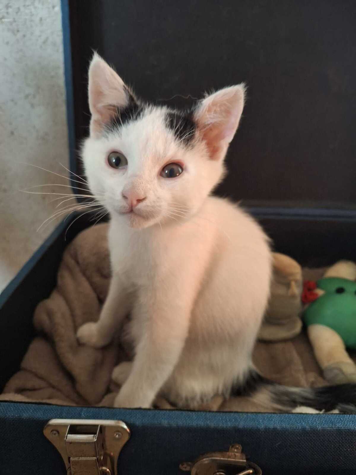Adoption Doug