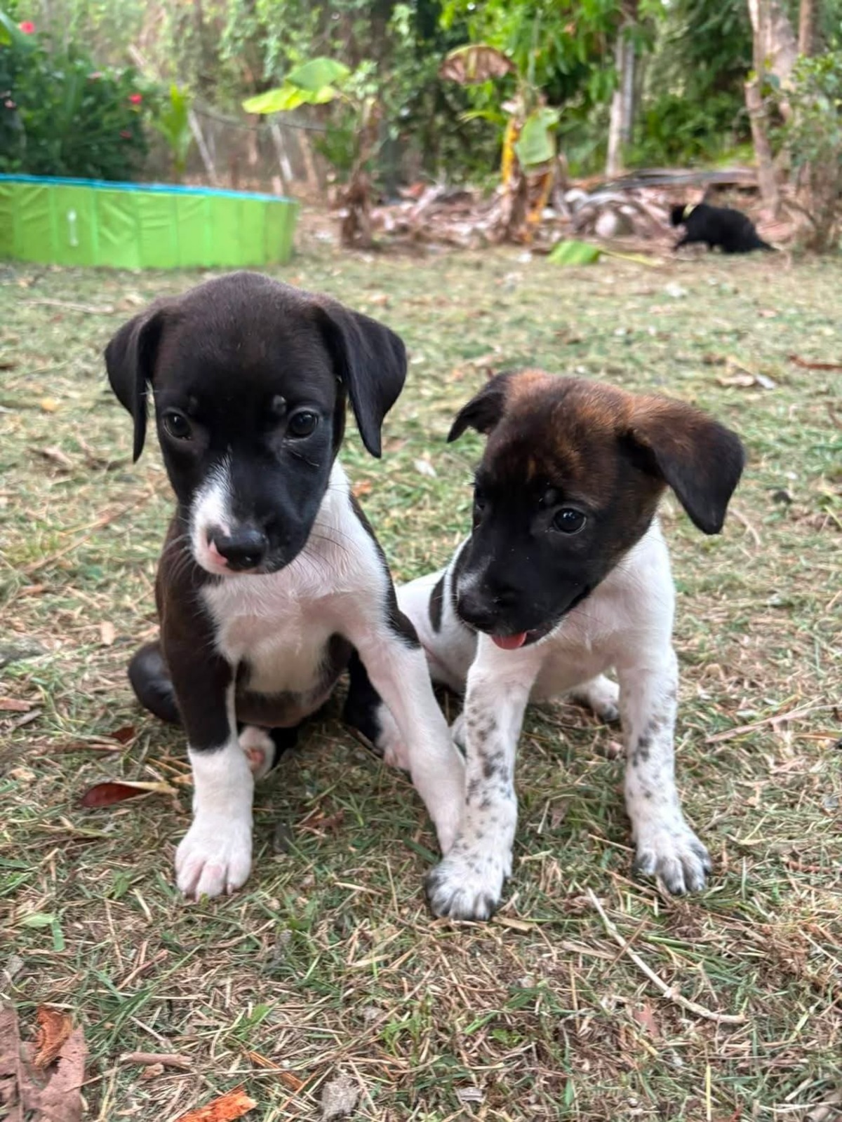 Adoption Nouche