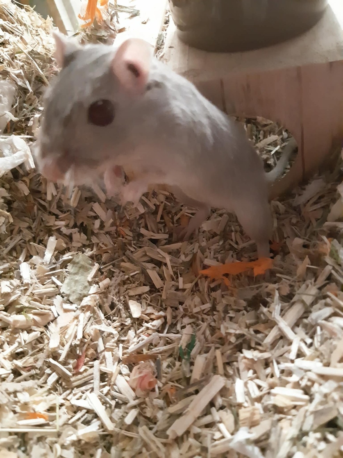 Adoption Blue et Delta