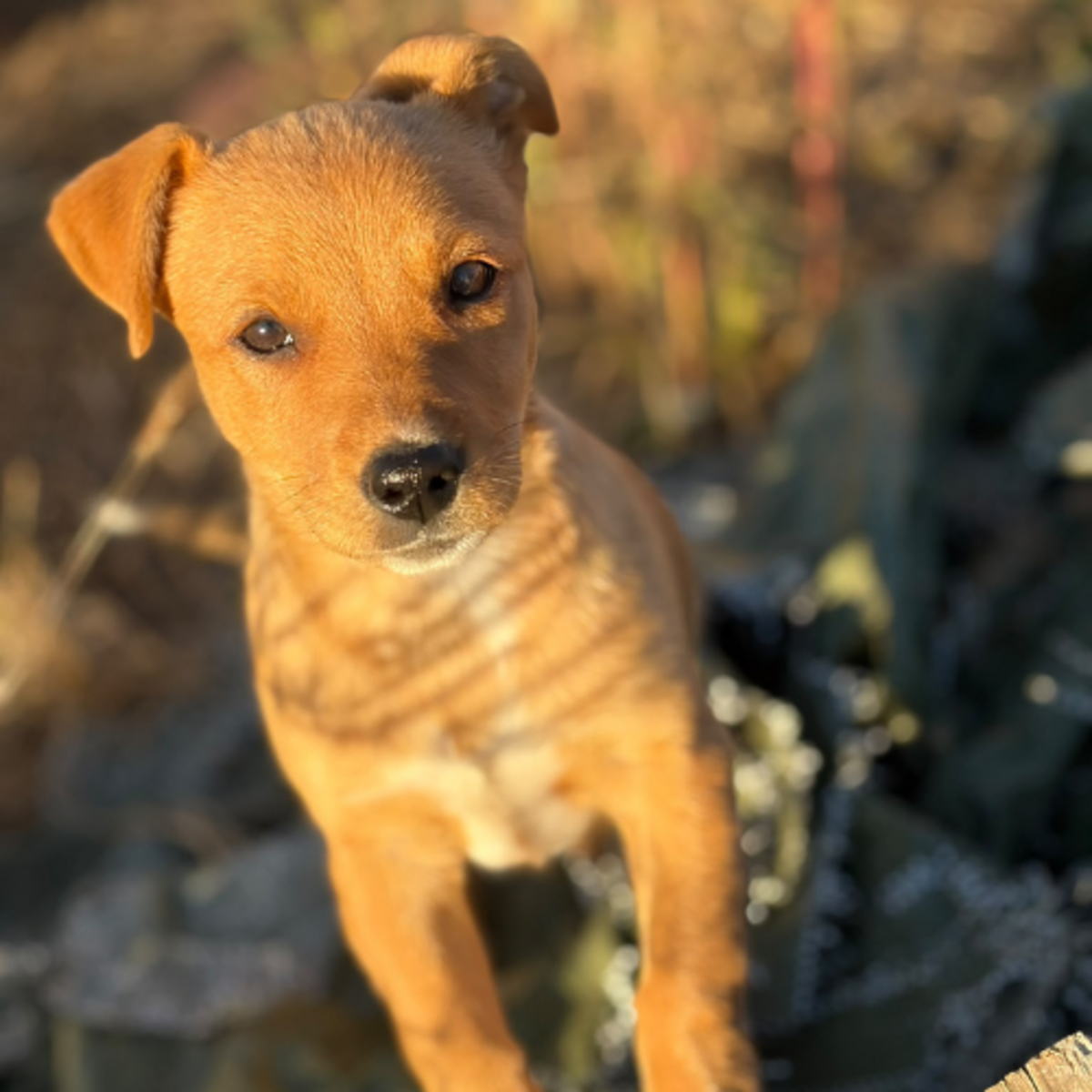 Adoption Bulle