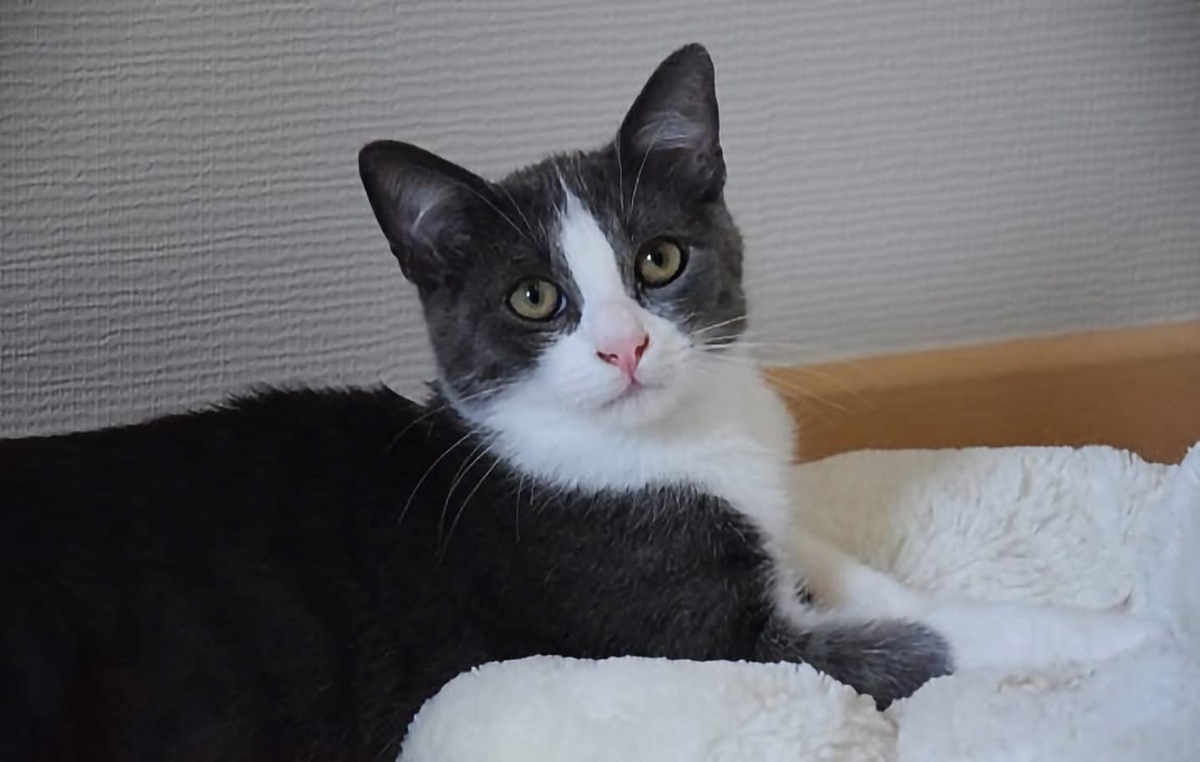 Adoption FRODON