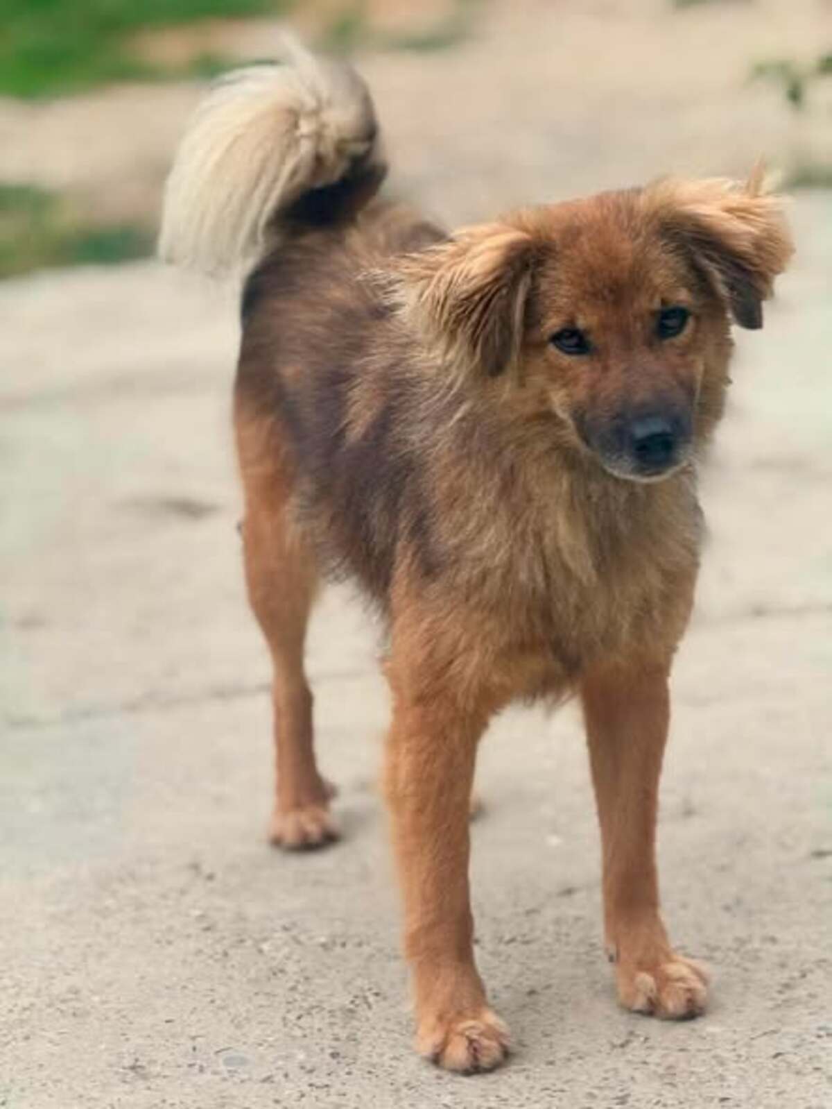 Adoption Aura