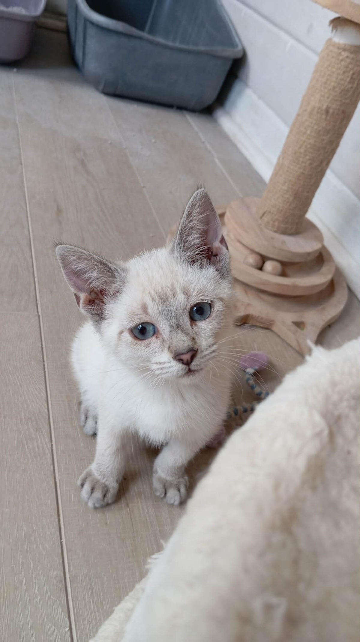 Adoption CHAÏ