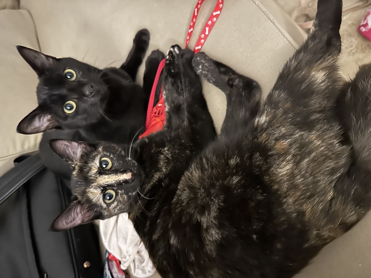 Adoption Jasmin et Marguerite