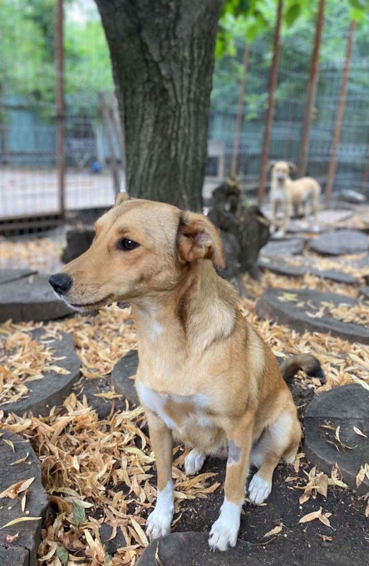 Adoption Frida