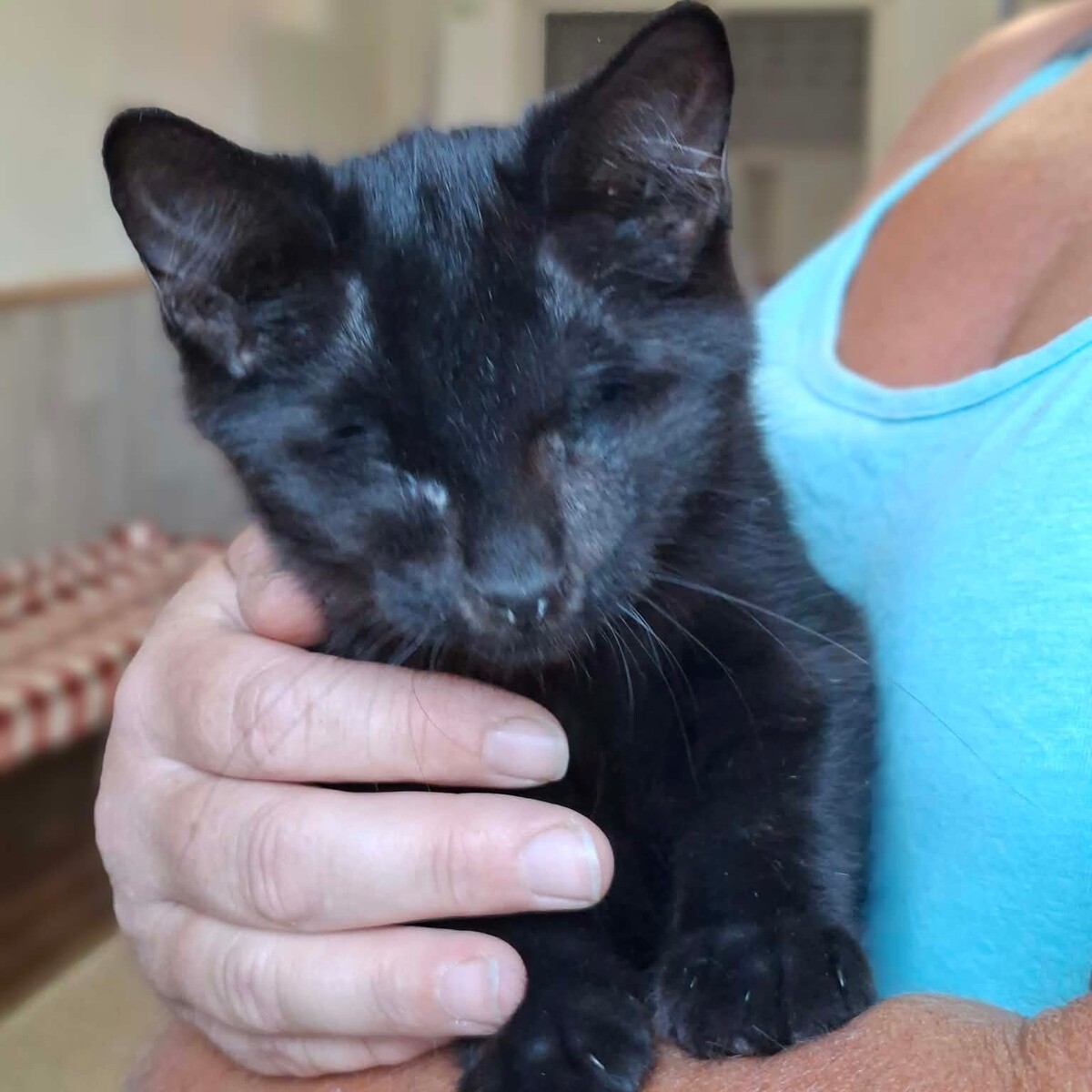 Adoption Gilbert