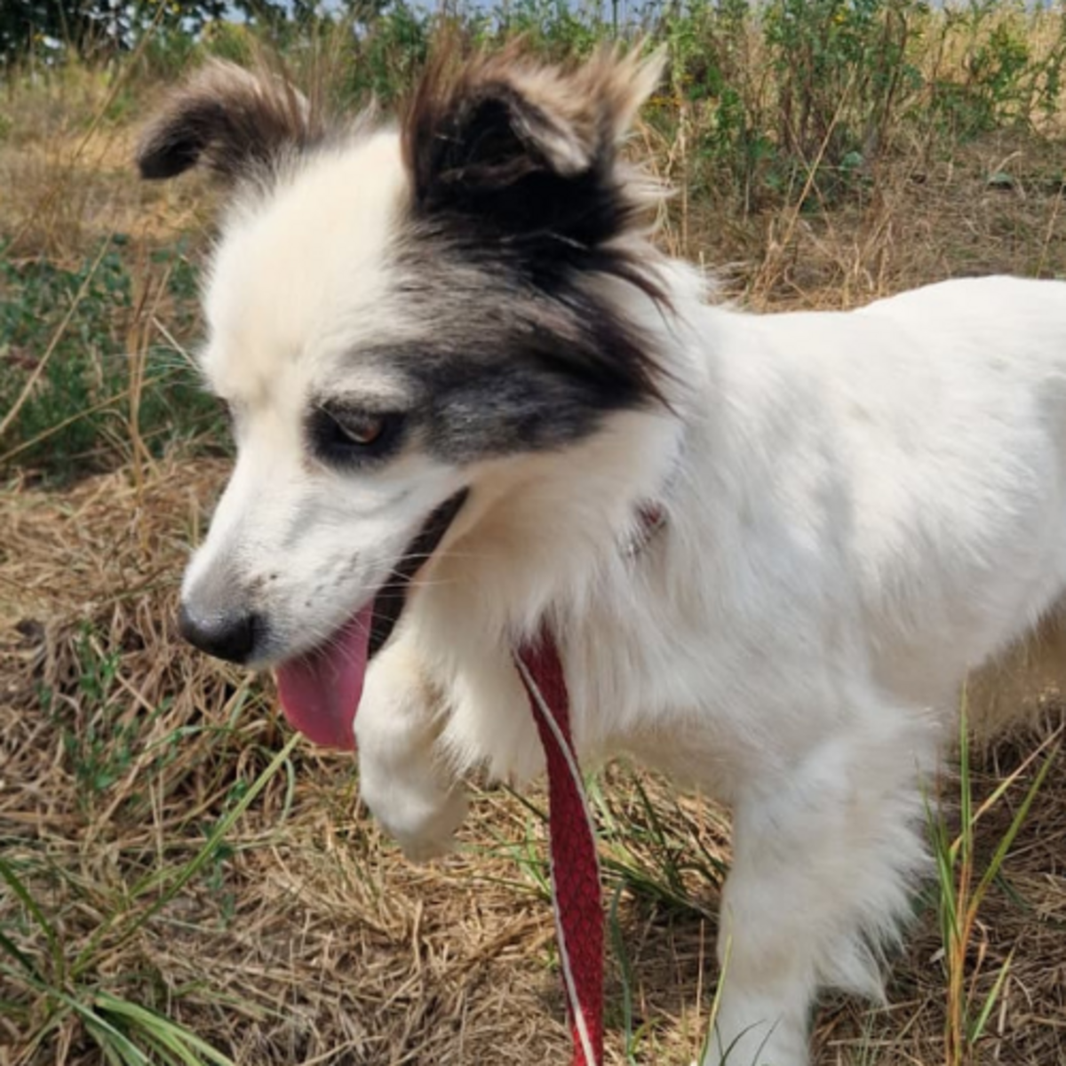 Adoption POMME