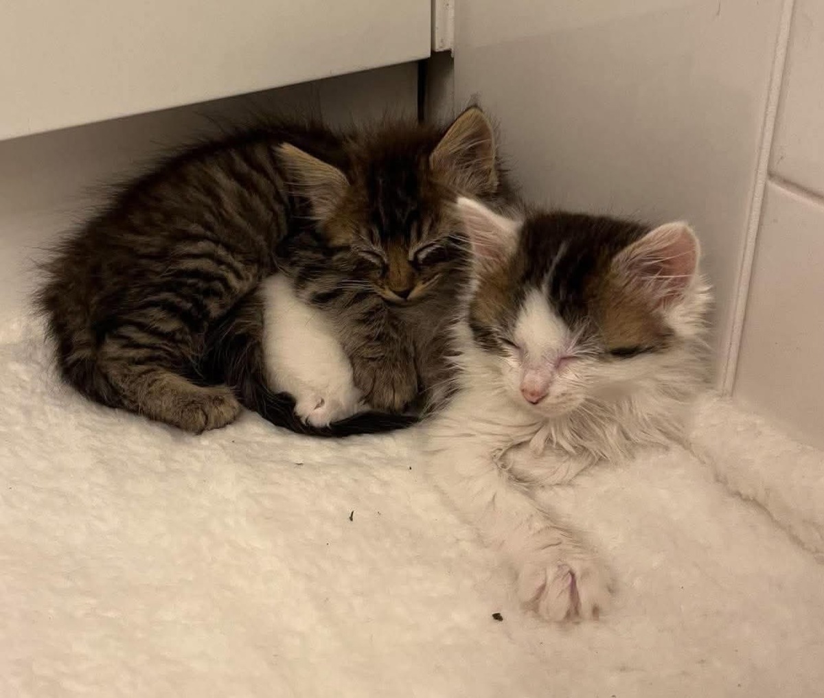 Adoption Velouria et Ficelle Duo 
