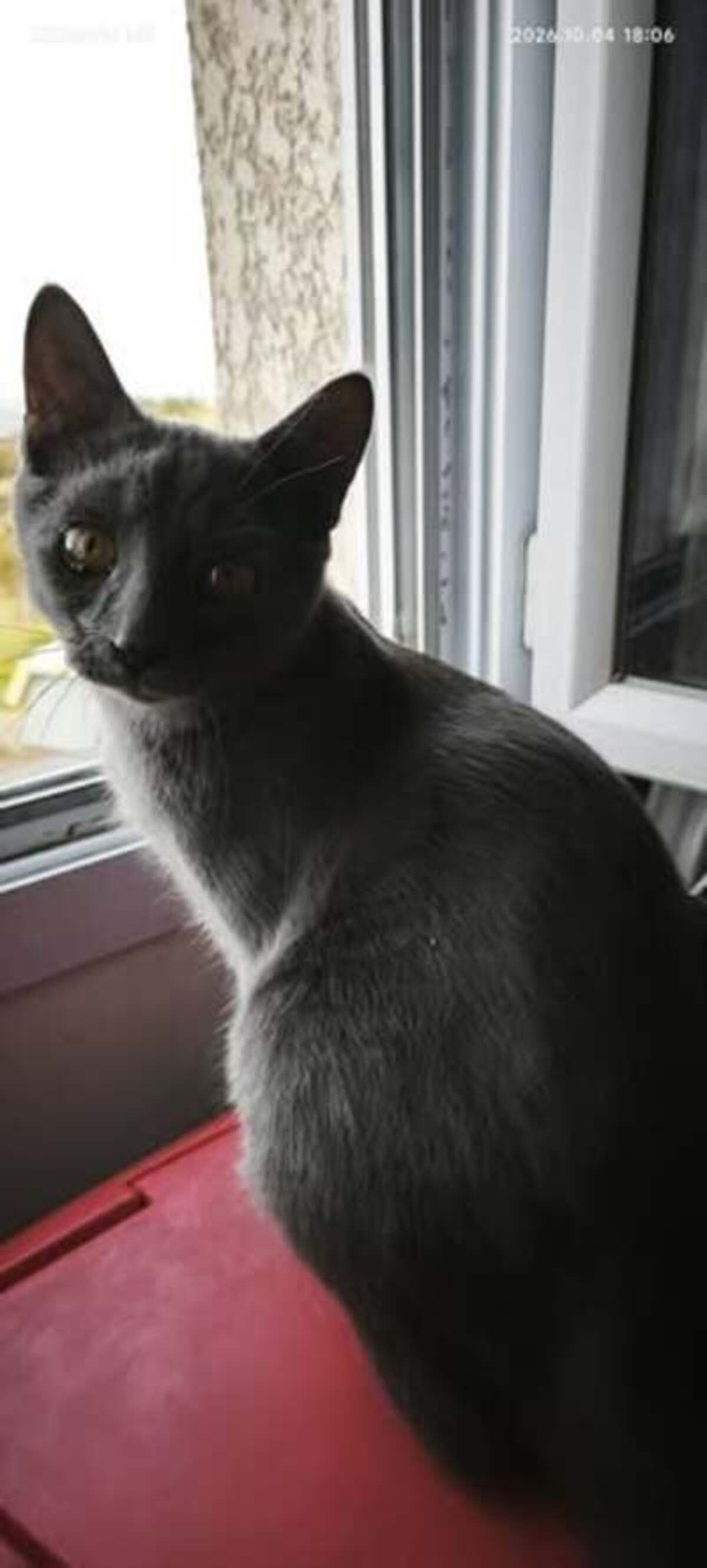 Adoption Mewtoo