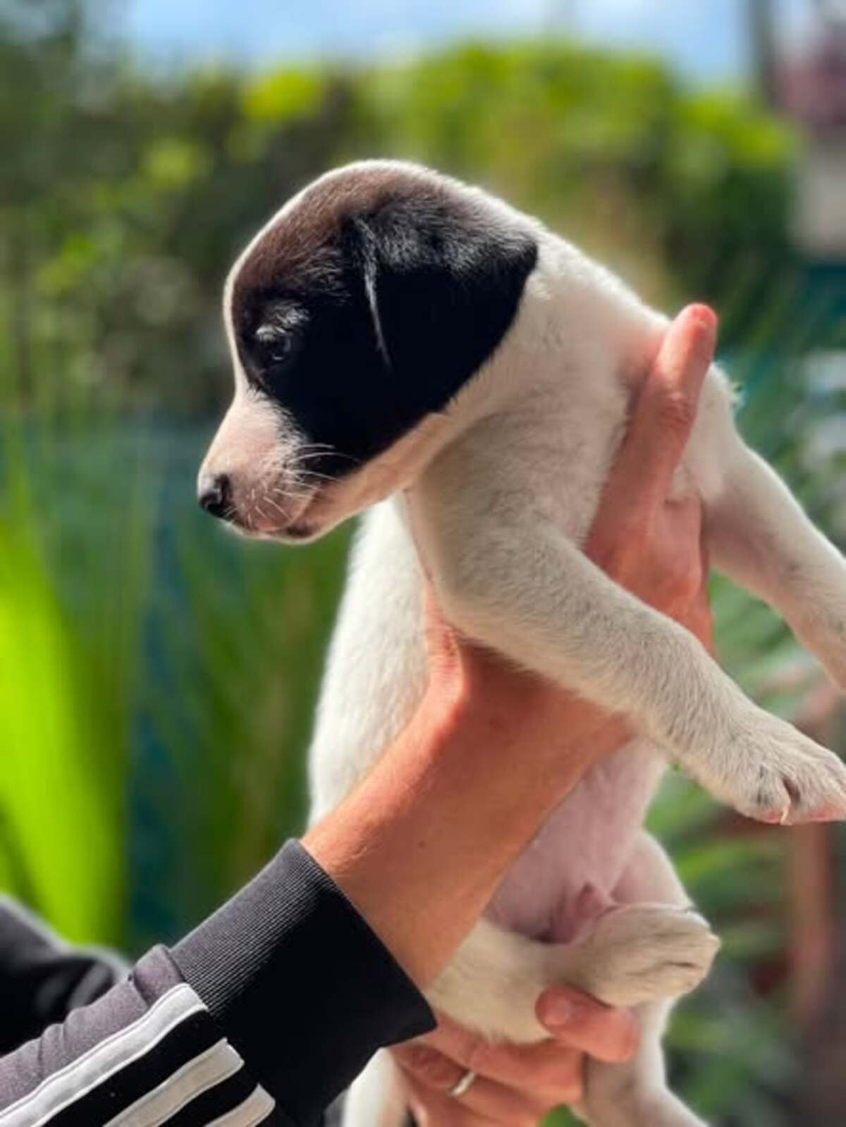 Adoption Oscar