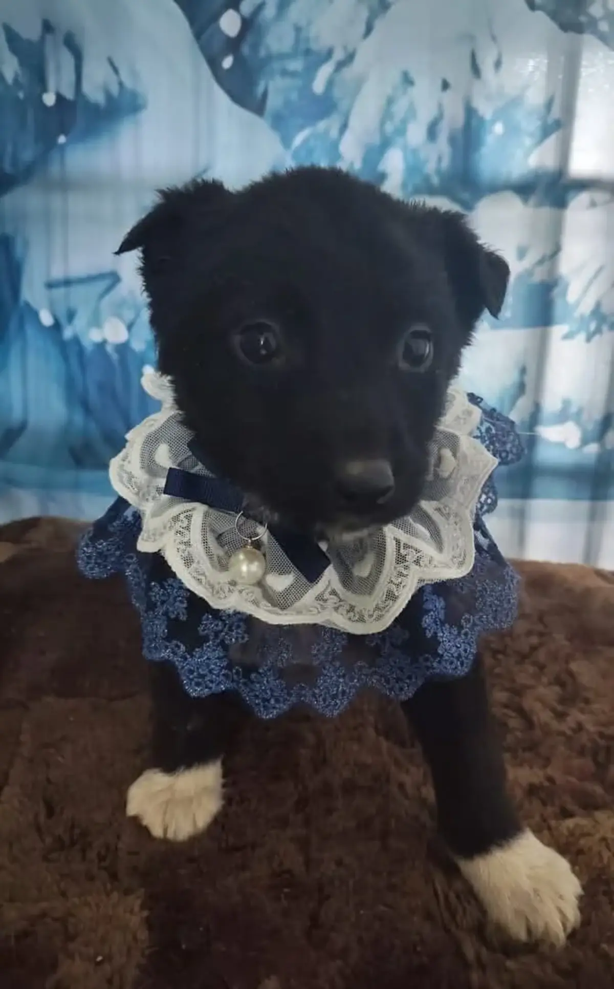 Adoption Astrid