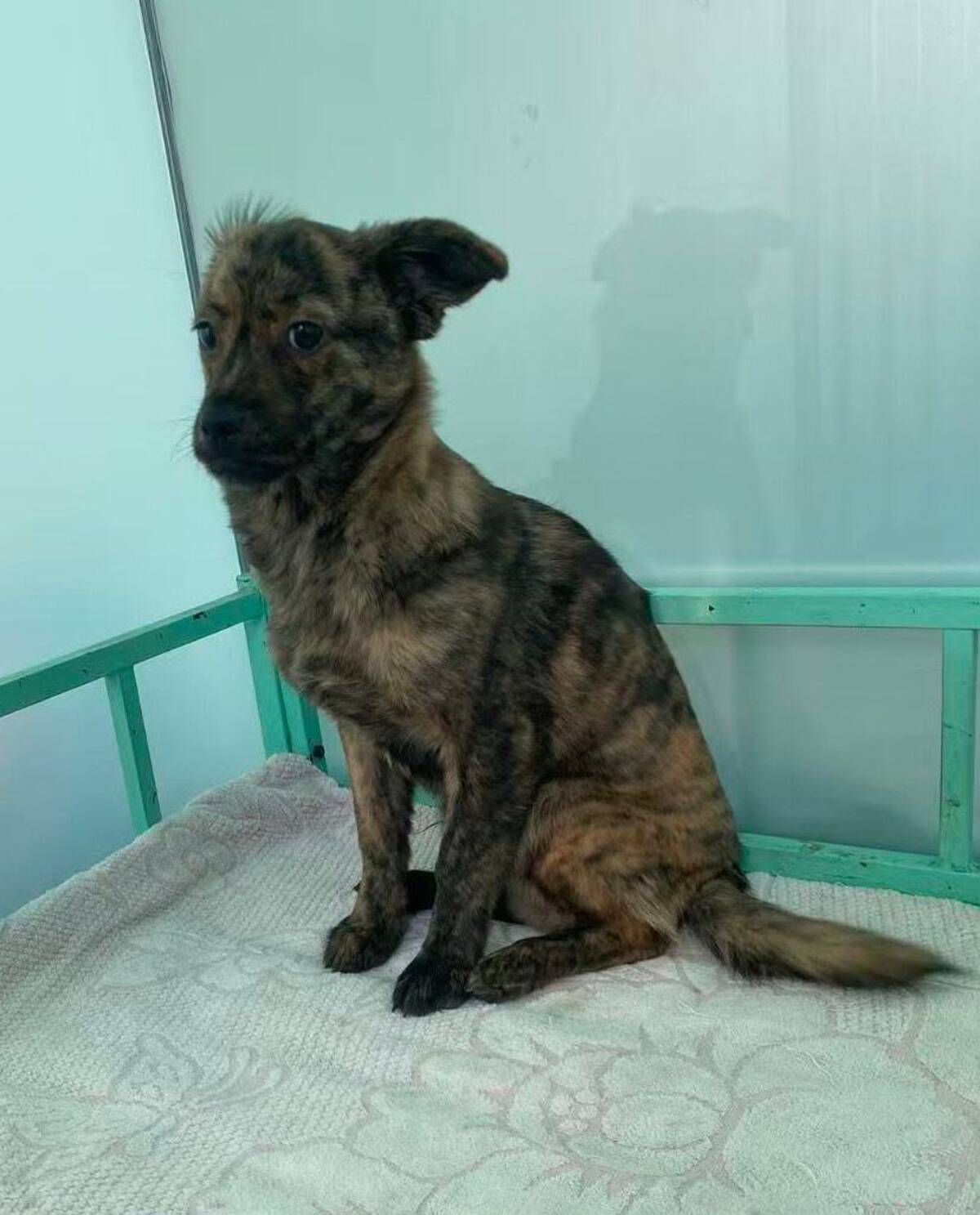 Adoption Night