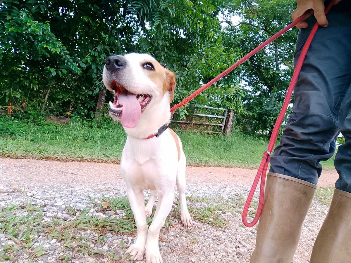 Adoption Giron