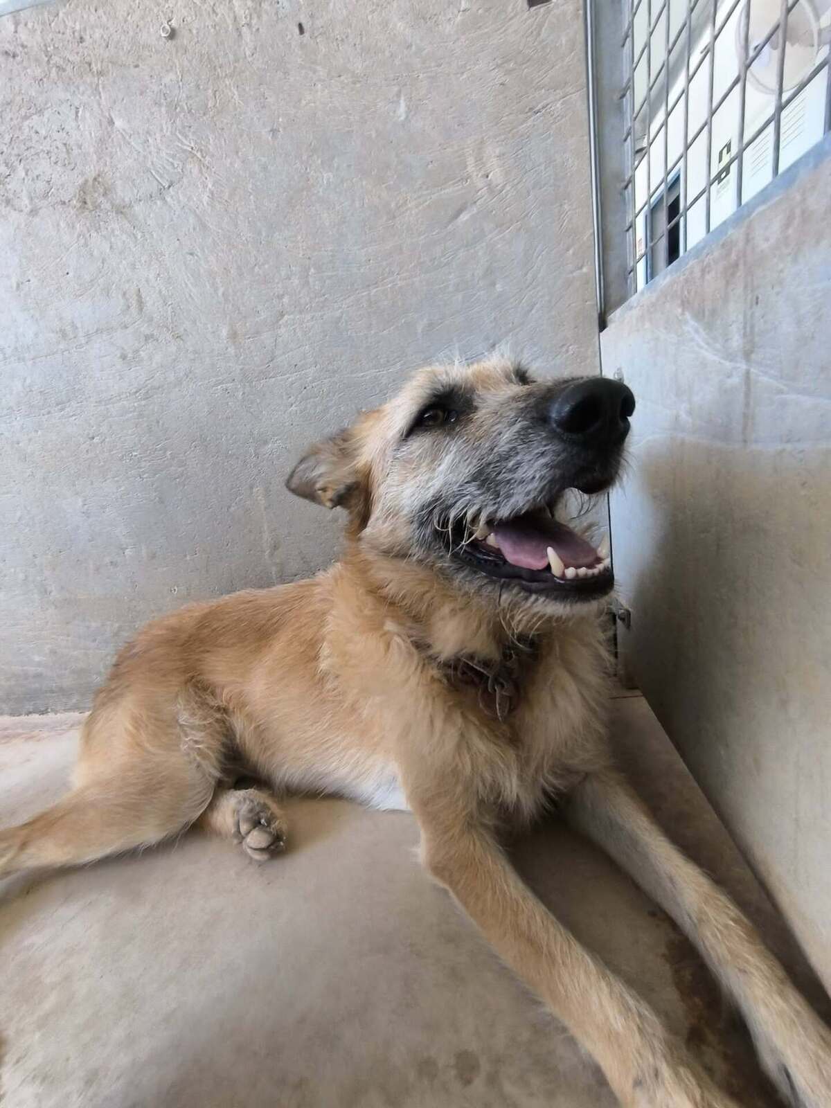 Adoption Jala