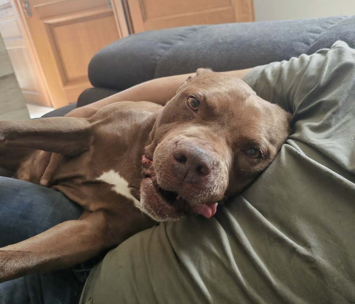 Adoption Choco
