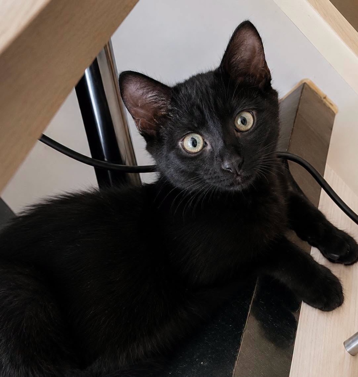 Adoption REGLISSE