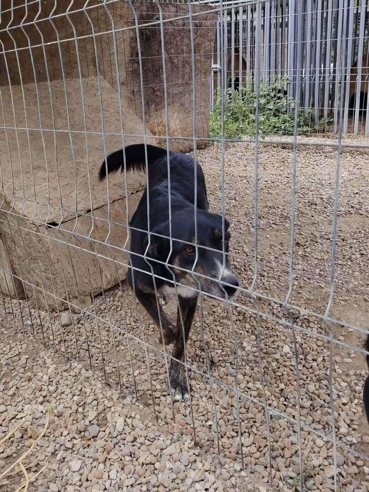 Adoption Eloan
