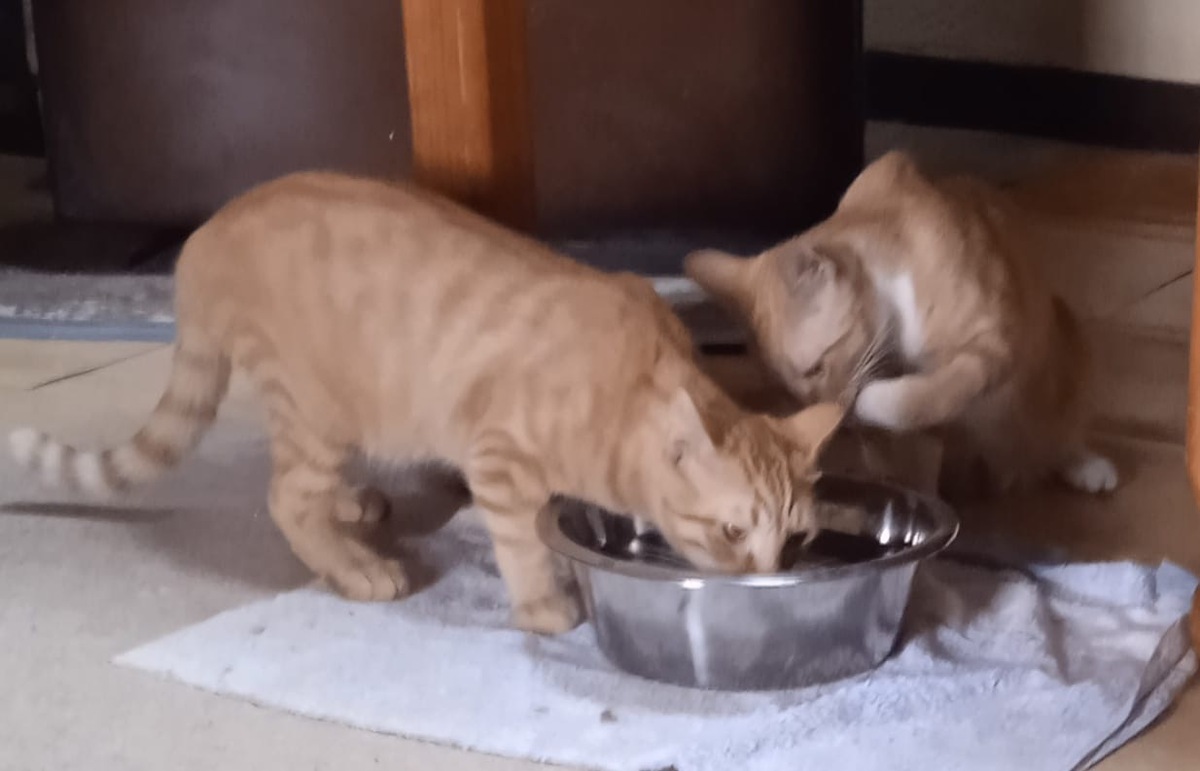 Adoption Lowe et Saphyr