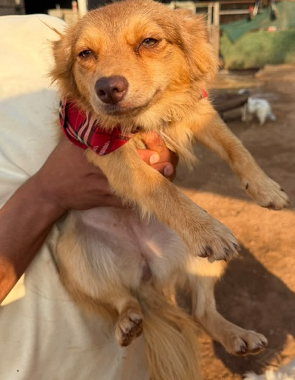 Adoption Olive