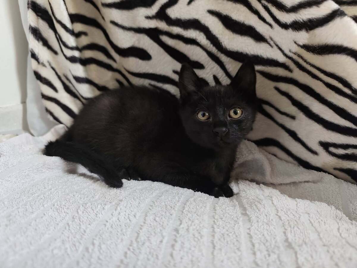 Adoption Bricole 